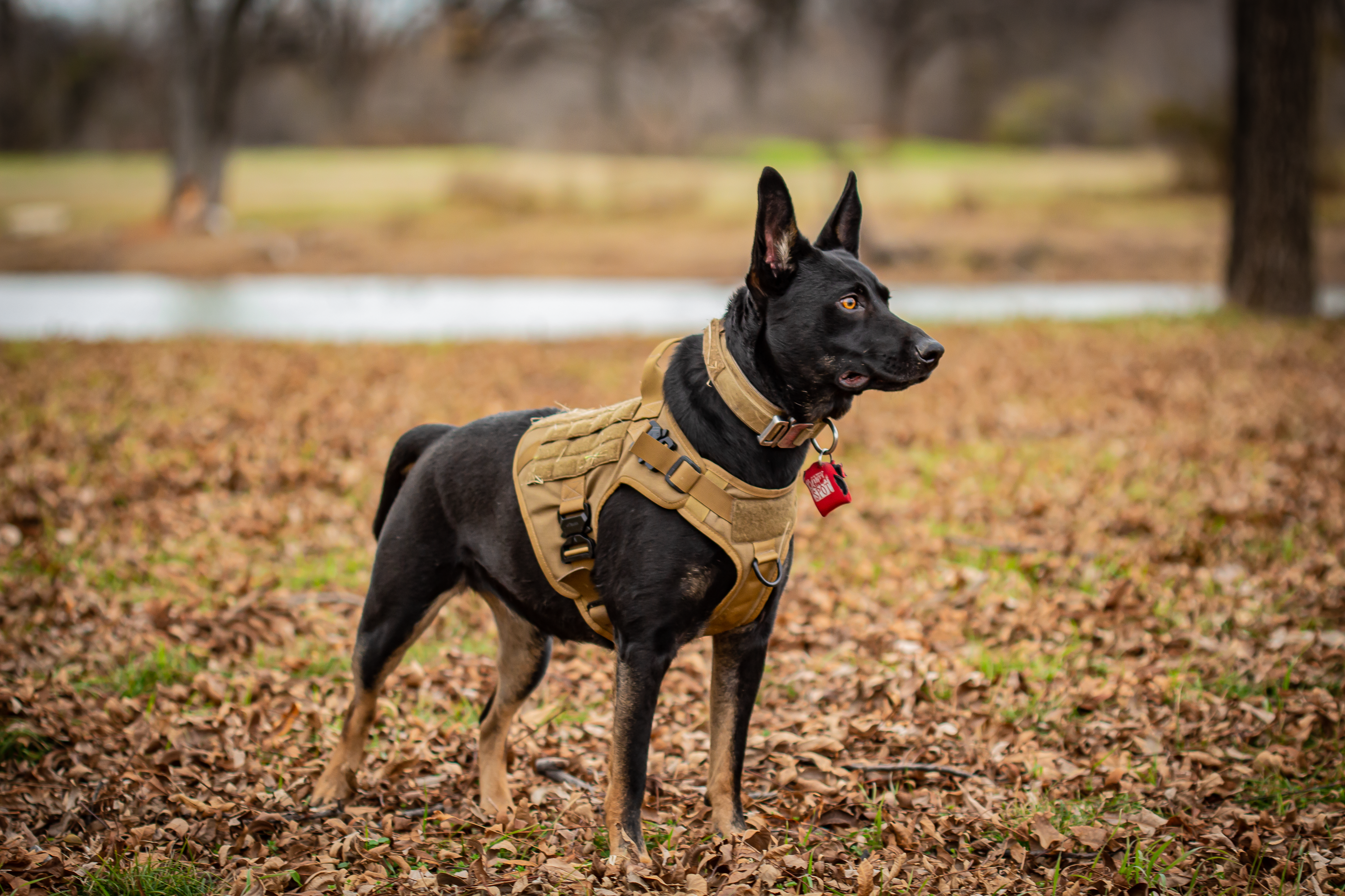 FOX + HOUND COLLAR, HARNESS, LEASH SPRAY