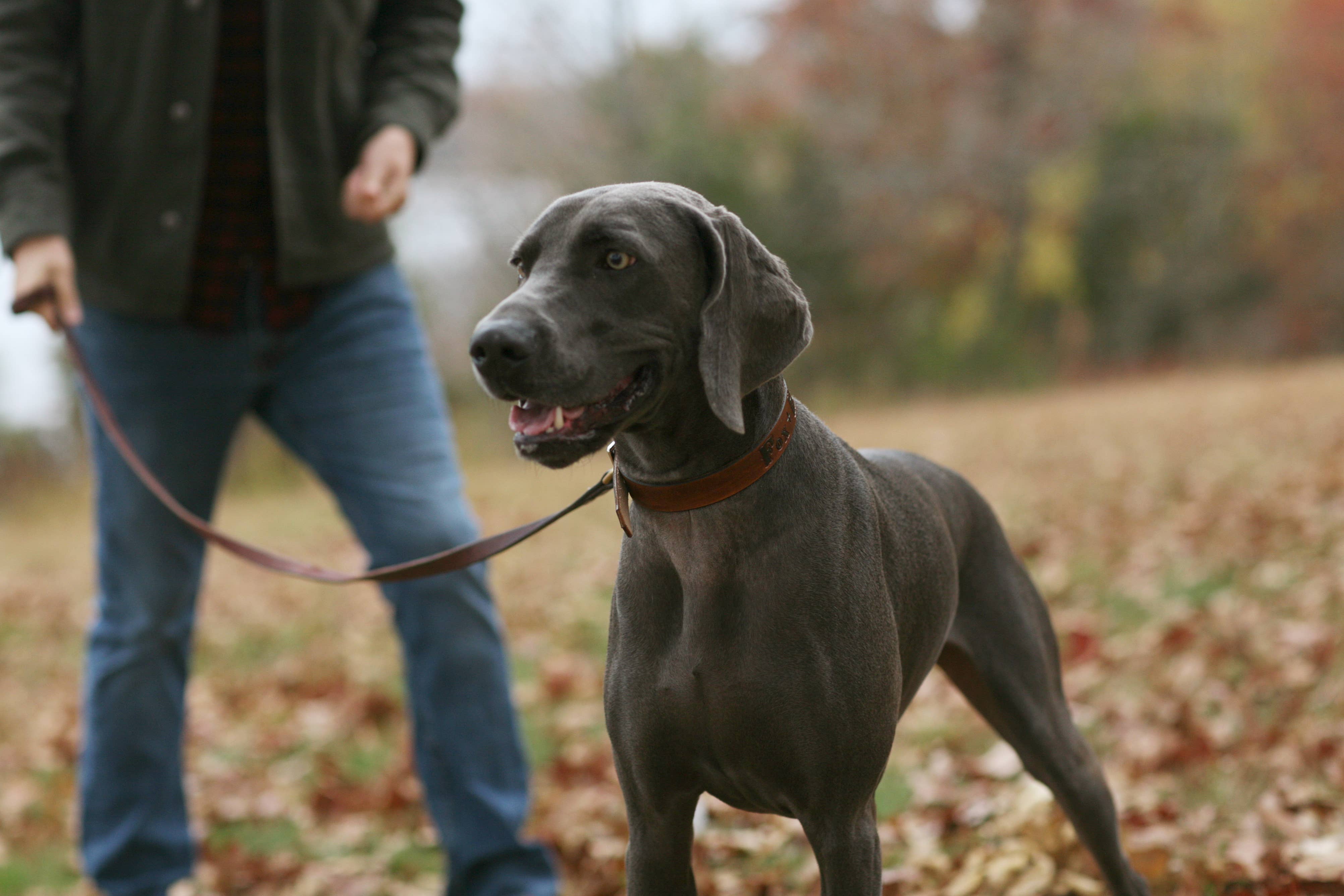 FOX + HOUND COLLAR, HARNESS, LEASH SPRAY