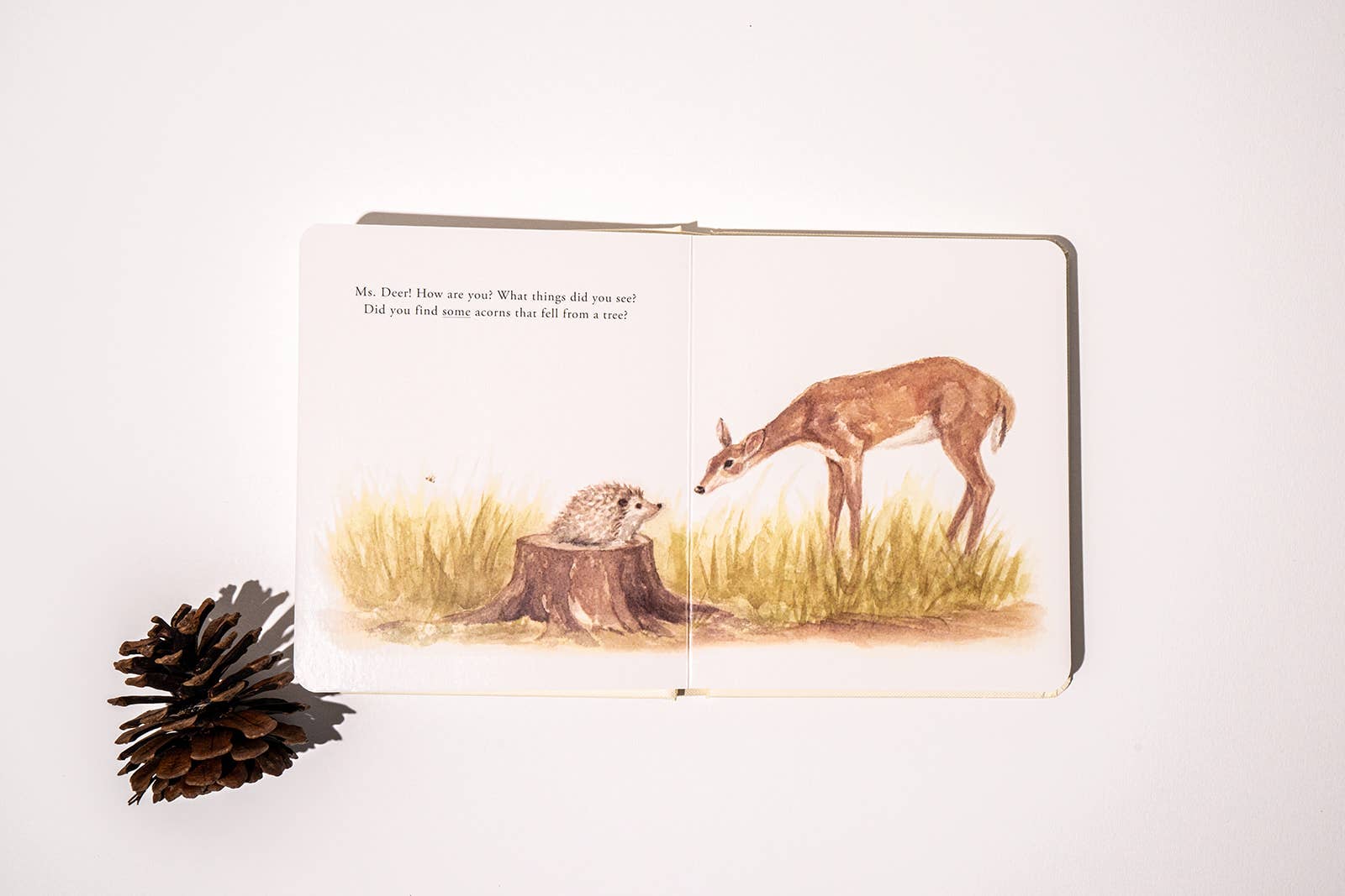 Our Little Adventures Board Book Box Set for Kids Paige Tate & Co.