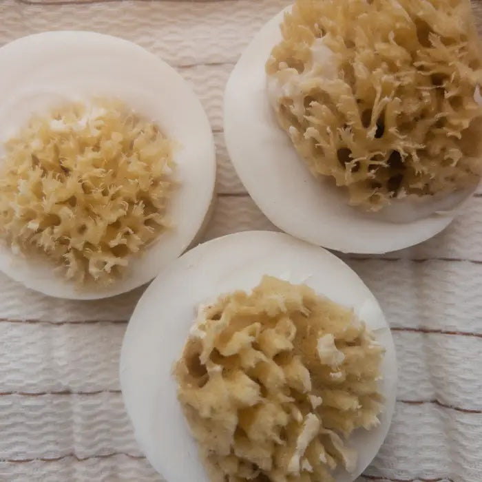 Ash House soap Salt and Sea Sea Sponge Ash House
