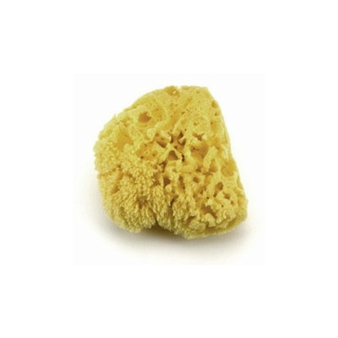 Sea Sponge Starwest