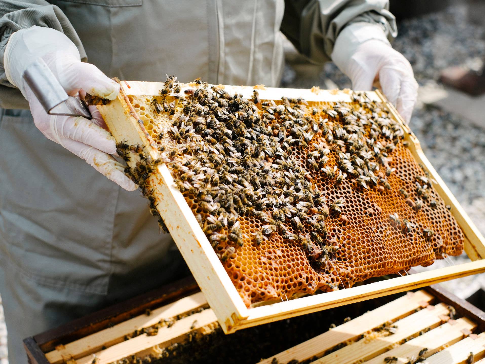 Bee Pollen